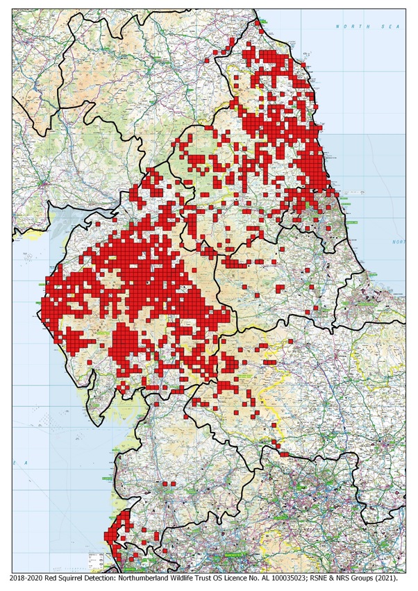 Squirrel Maps – Northern Red Squirrels